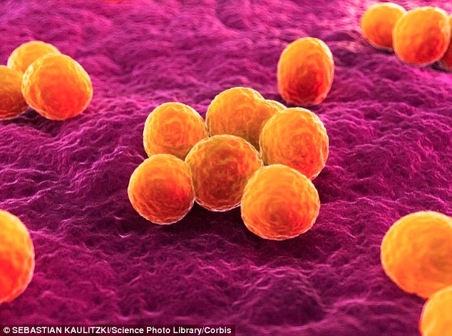 Scientists found feeding rats a ‘nisin milkshake’ killed 70-80 per cent of head and neck tumor cells after nine weeks. Also, nisin has been shown to fight deadly bacteria, including antibiotic-resistant MRSA (pictured)